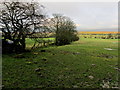 Pasture opposite Cold Coats Farm