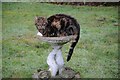 SO8642 : Cat in a bird bath by Philip Halling