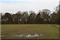 Bassingham Covert from Fen Lane