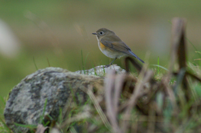 red flanked bluetail uk
