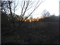 Light woodland by the Welsh Harp