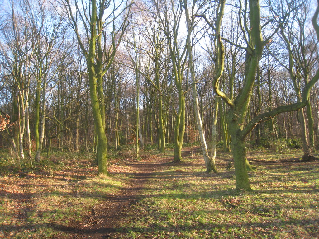 In Sandall Beat Wood © Jonathan Thacker cc-by-sa/2.0 :: Geograph ...