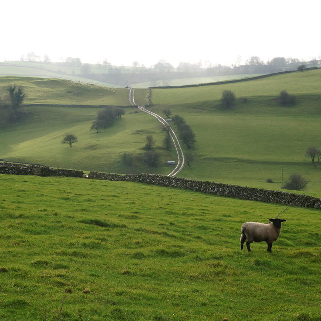 Solitary sheep with farm track
