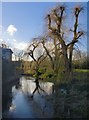 Weeping willows by the River Colne, Staines