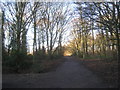 Track leading out of Sandall Beat Wood