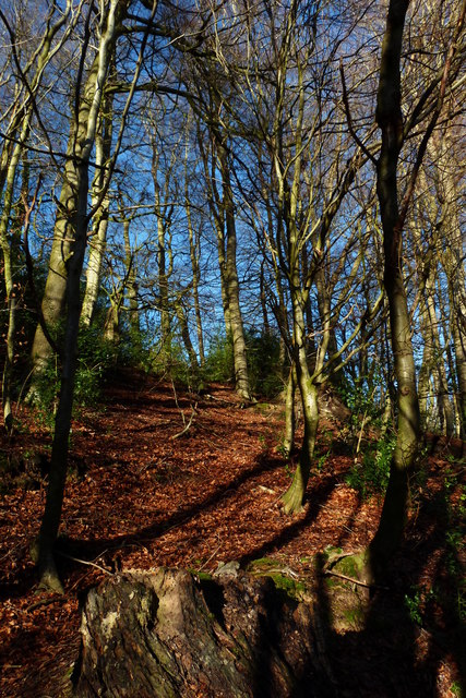 Beech woodland, Short Lythe, Selborne