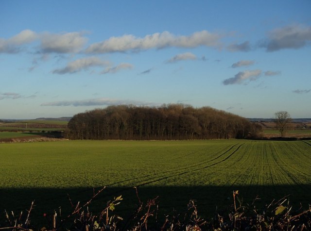 Field and copse, Whaley Common