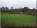 Grazing near the Lancaster Canal