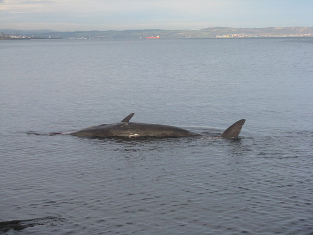 Whale under tow