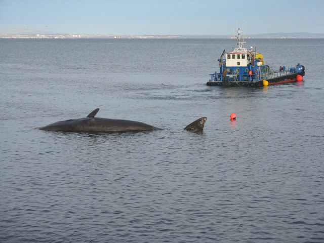 'Forth Fighter' with sperm whale