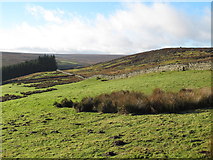 NY9049 : Rough pastures, moorland and plantation north of Heatheryburn by Mike Quinn