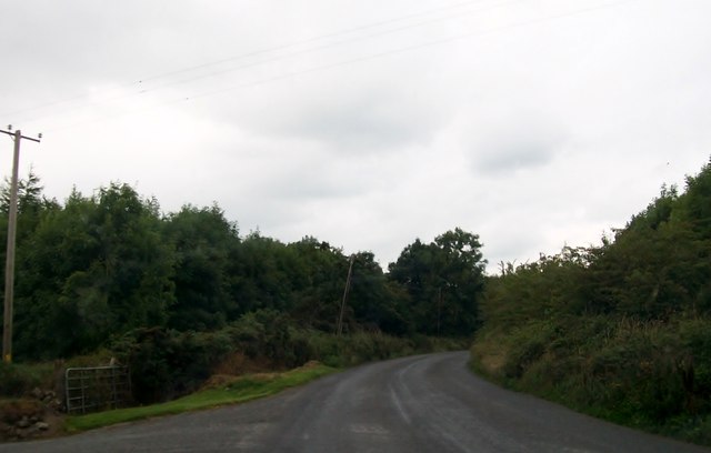 Woodland alongside the road linking Newcastle with the R191