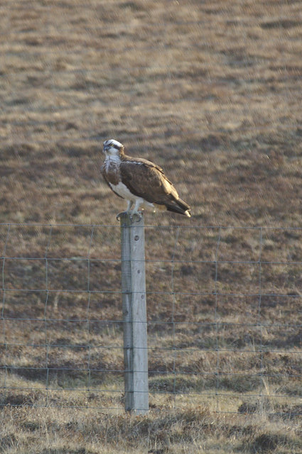 Osprey (Pandion haliaetus), near Watlee