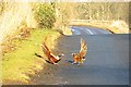 Pheasant fight, Mains of Balgavies