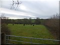 Black-brown sheep grazing east of Meshaw