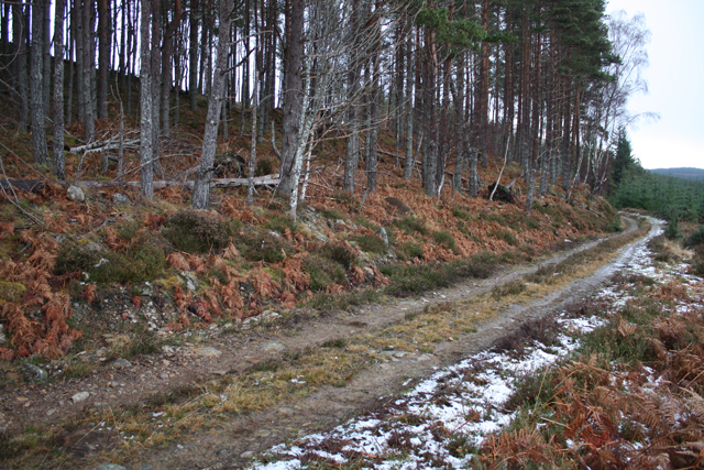 Rogie Forest track
