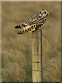 HP6312 : Short-eared Owl (Asio flammeus), Haroldswick by Mike Pennington