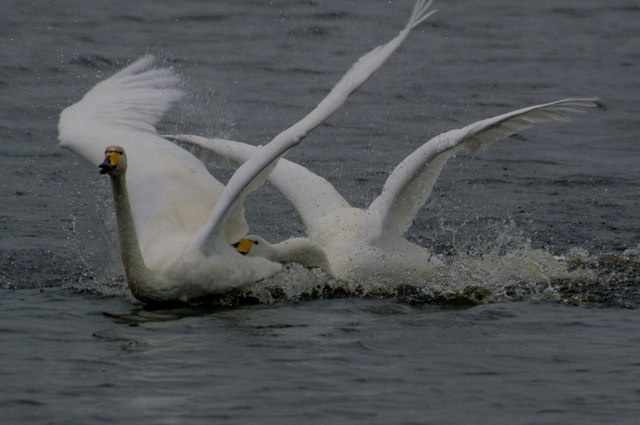 Whooper Swans (Cygnus cygnus), Easter Loch, Baltasound
