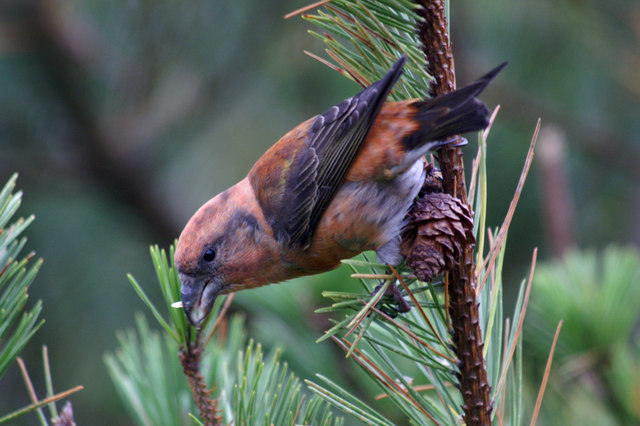 Common Crossbill (Loxia curvirostra),... © Mike Pennington :: Geograph ...