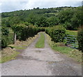 Track between two field gates, Llangyndir