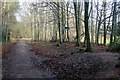 Bridleway in Wharncliffe Wood