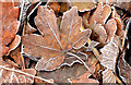 Frosty leaves, Belfast