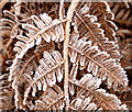 Frosty bracken, Belfast