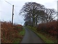 Trees at the drive for Meshaw House