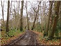 Muddy bridleway through Oxshott woods