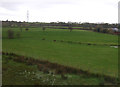 Grazing south of Scorton