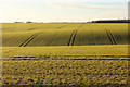 Brauncewell farmland