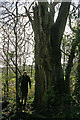 Ancient poplar at Grughay Cottage