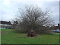 Recently uprooted tree on Parson