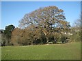 SX9473 : A magnificent oak tree, Eastcliff Park, Teignmouth by Robin Stott