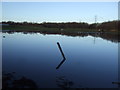 Flooded grazing, Cow Bridge