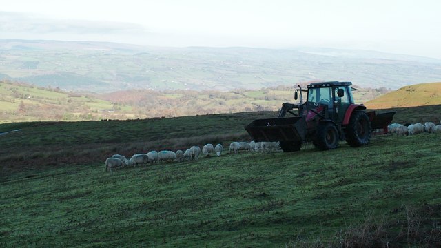 Winter feeding of Welsh ewes below Hay Bluff