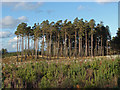 SU8564 : Pines, Crowthorne Wood by Alan Hunt
