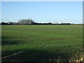 Farmland, Claxton Grange