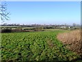  : Fields north west of Dunton Lane by Alex McGregor