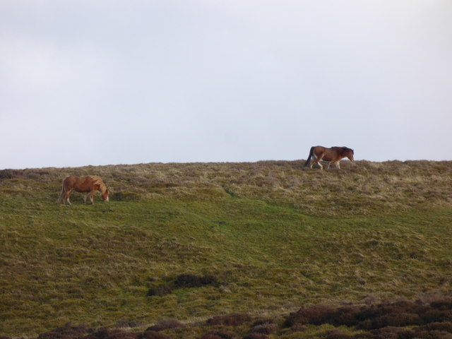 Ponies on the hill