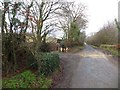 SS7917 : Road between woodland and farmland at South Venhay by David Smith