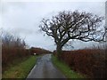 Bare tree on Dart Raffe Moor