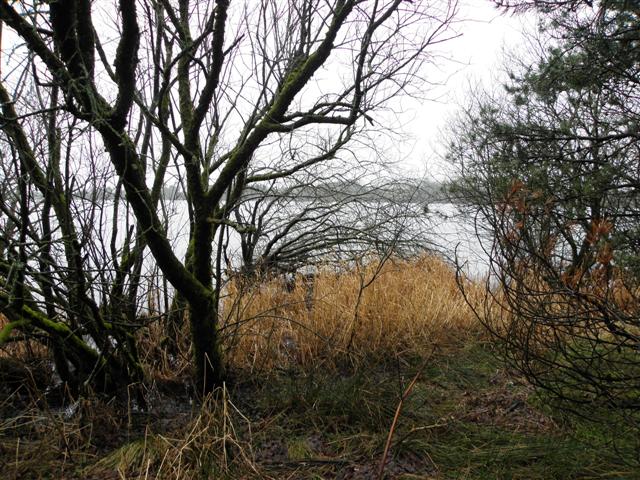 Trees and withered grass, Loughmacrory