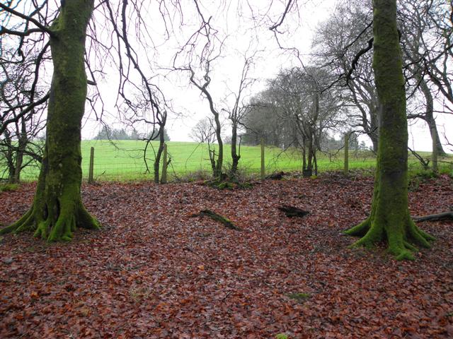 Fallen leaves, Loughmacrory