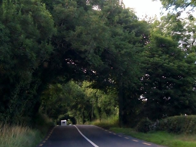 Arched trees on the R162 north of Nobber