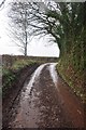 Mid Devon : Country Lane