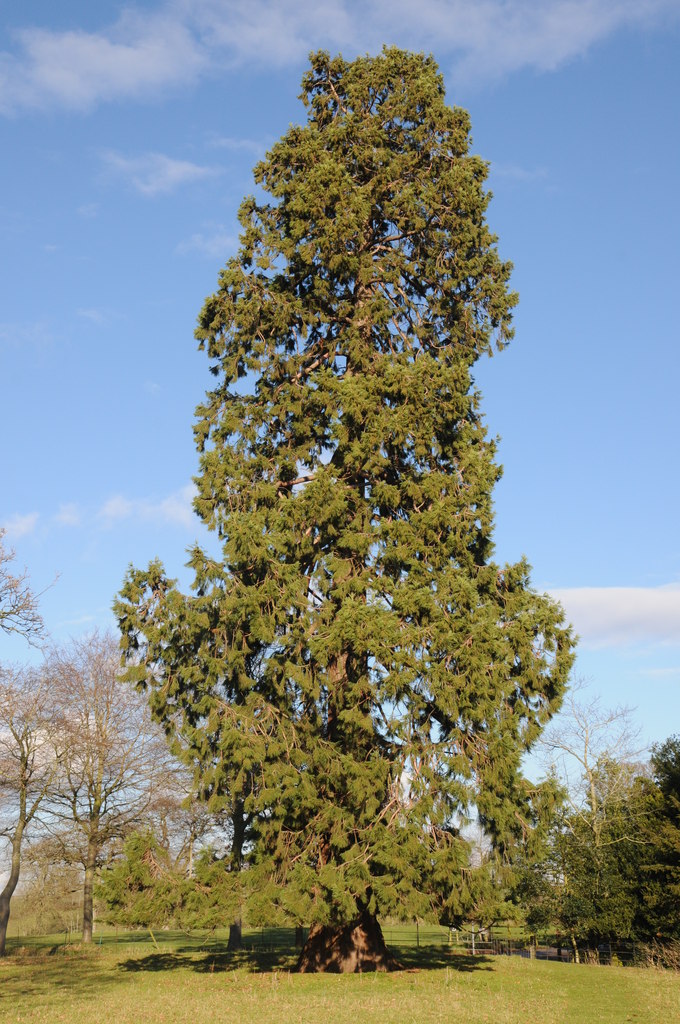 Wellingtonia tree © Philip Halling cc-by-sa/2.0 :: Geograph Britain and ...