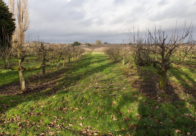 Orchard north of Norton