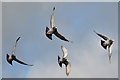 SU6775 : Formation flying: pigeons in Tilehurst, Berkshire by Edmund Shaw