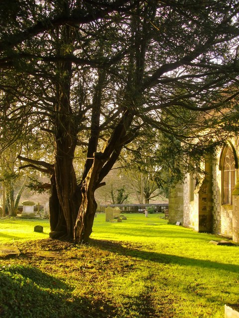 Veteran yew tree, Harefield churchyard